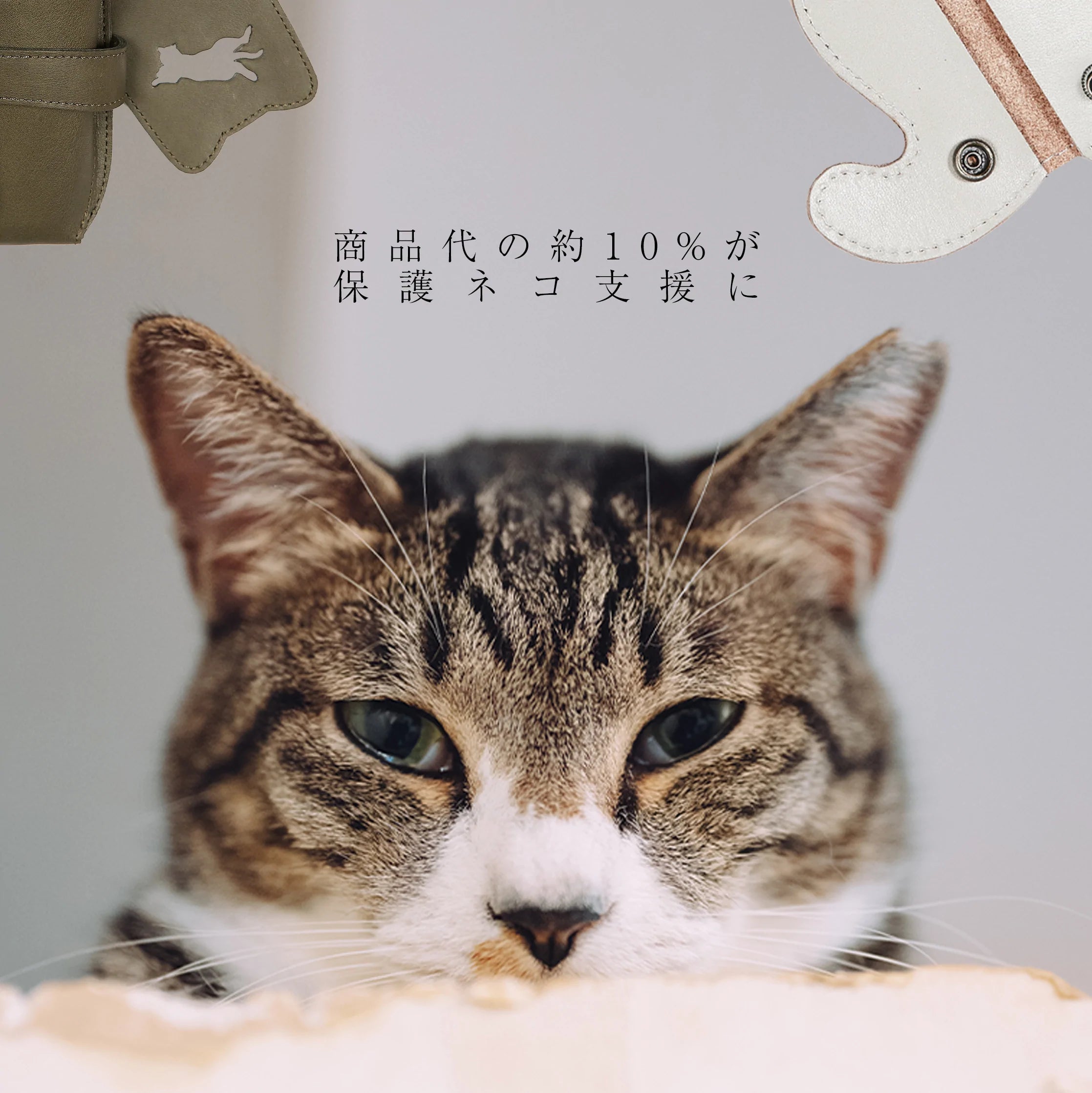 image-613132.webp?v=1672087329